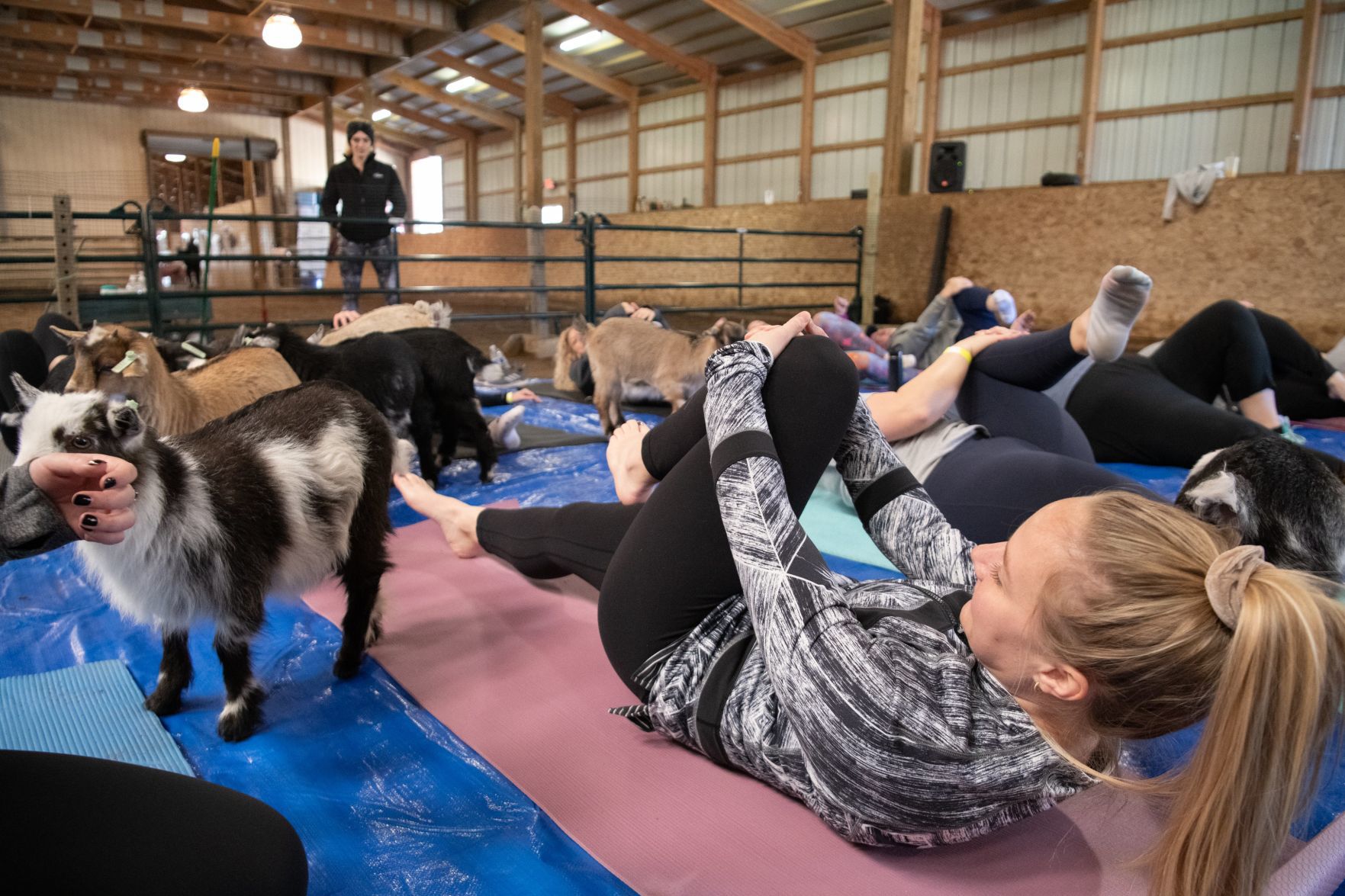 Baby goat yoga at Longmeadow Rescue Ranch